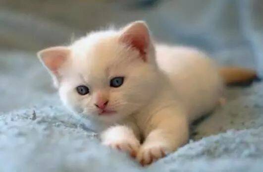 抱回一只小奶猫男友十分嫌弃，7个月后再见时，却成了棉花糖