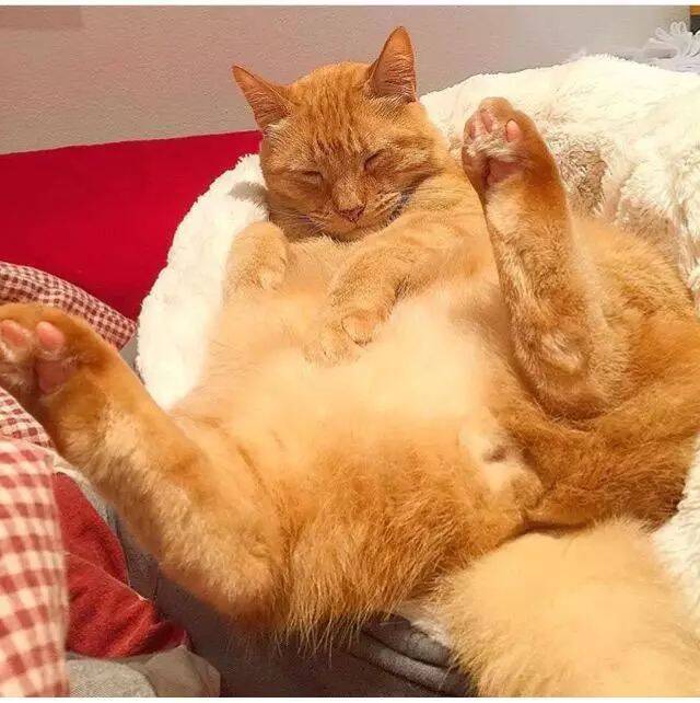 橘猫太胖，主人想让它减肥，可看那猫脸一点不胖，也就算了