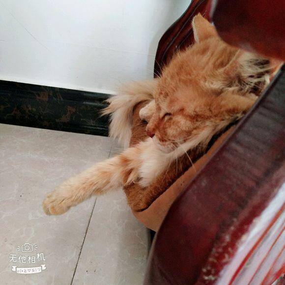 流浪橘猫生了一窝小奶猫，清一色的狸花猫！网友：猫爸基因强大！