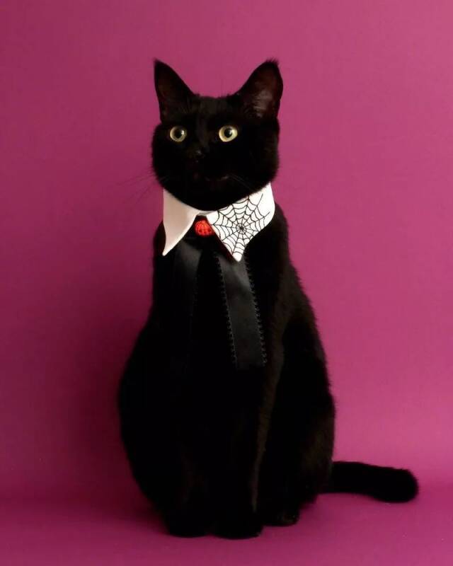 拥有超多小领结的小黑猫Juuhan，天生的贵族气质！