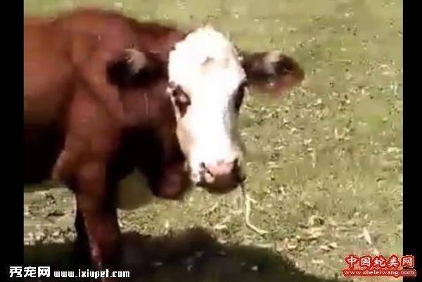 罕见!澳大利亚一奶牛被拍到把蛇当面条吃