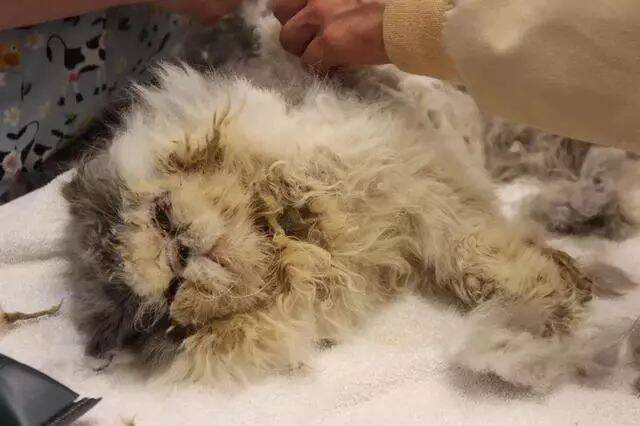被救的加菲猫剃出半斤毛，露出小脸后，发现还真帅