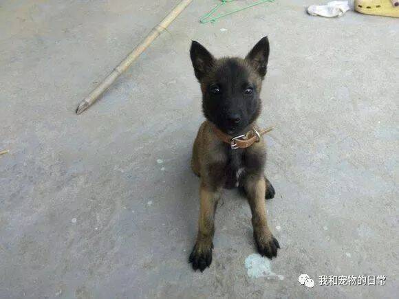 网友回老家过年的时候捡到一只流浪狗，年后准备出去工作，狗狗却拽着不让他走！