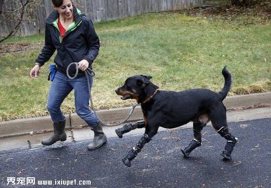 罗威纳犬Brutus因冻伤而截掌 变身“机器狗”