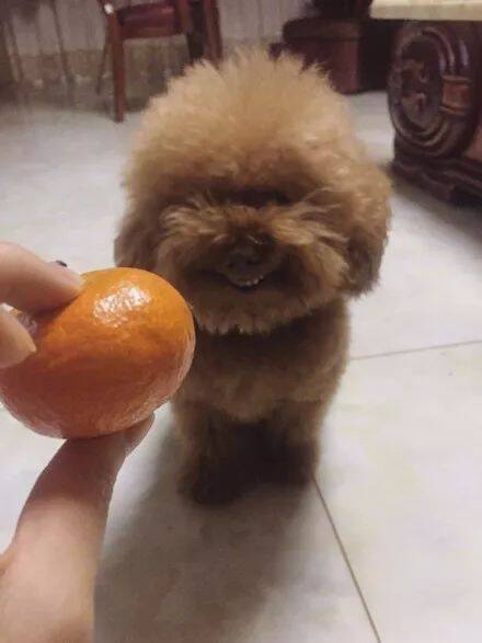 主人第一次拿小橘子给泰迪闻，结果它露出的表情好猥琐.....