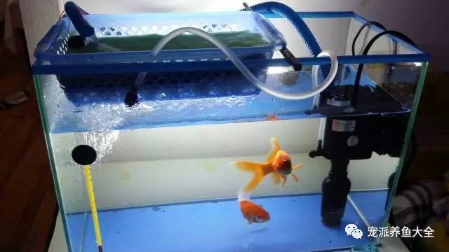 鱼缸过滤系统的原理和安装方法，涨姿势了！