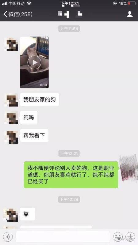 每一个宠物人，微信里都藏着几个奇葩。