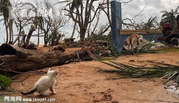 波多黎各遭受史上破坏力最大飓风 全岛充斥被抛弃的宠物