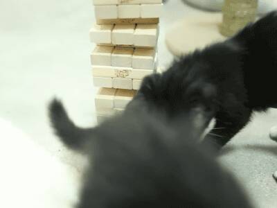 看完之后，谁再说猫笨，我就跟谁急！