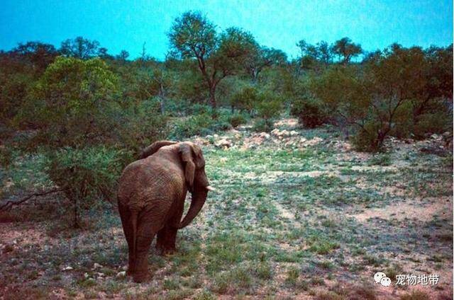 大象被逼迁 徒步48小时回家 担心被打死 最终被迫离开