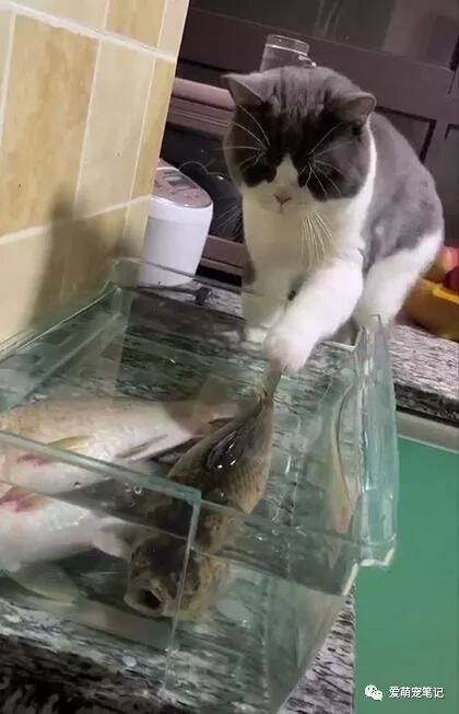 猫咪尝了下鱼缸中的水，感觉味道不对后立马撤退，网友：佛系猫咪
