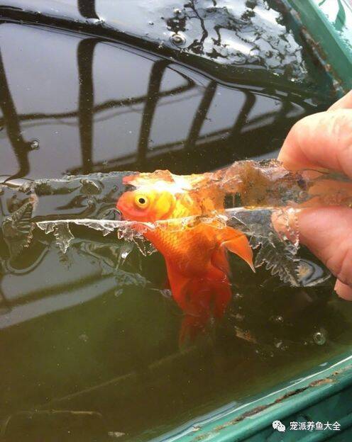 【每日一鱼】日本鱼友家的金鱼被冻住了，结果……