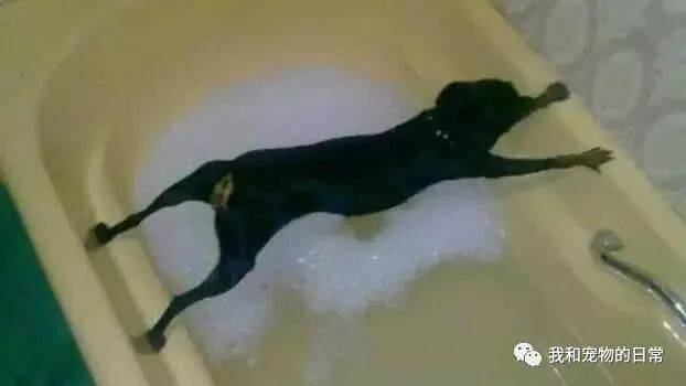 每当主人要带狗狗去洗澡都是不乐意的，狗狗：不要说我欺负你，把我抬过去，我就洗！