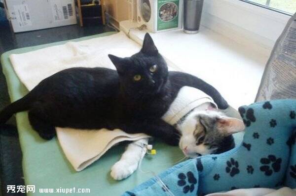 知恩图报的黑猫，病痛痊愈以后做爱心护士
