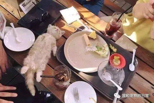 网友在公园野餐，一流浪猫跑过来吃饱喝足就醉倒在饭桌上，这是一只心机猫啊！