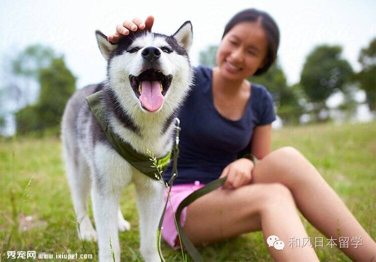 还有带薪宠物假？日本的宠物到底过的有多好！