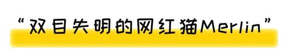 这只混血小灰猫天生双目失明，却被10万人宠爱着