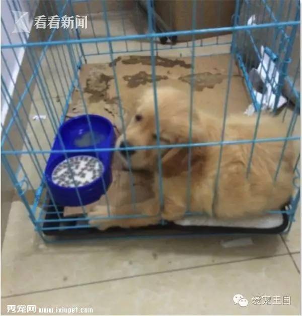 号称最大的上海宠物救助领养网 暗地却贩卖宠物