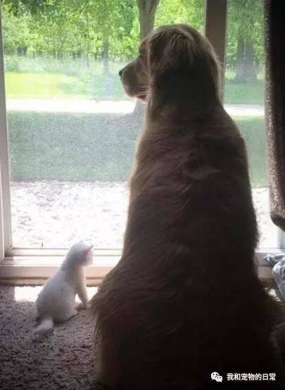 一只从小被金毛带大的猫咪，再看看自己家的狗，这差距真的太大了！