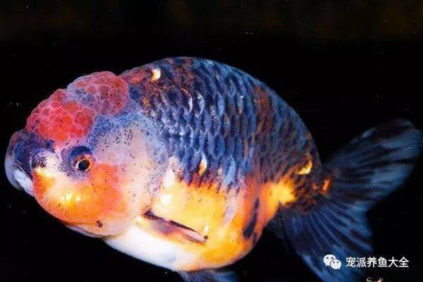 【每日一鱼】麒麟兰寿金鱼，体色身型比较像传说的麒麟~