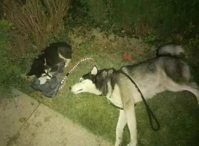 一只等死的阿拉斯加，被哈士奇发现后，它的狗生竟发生了逆转！