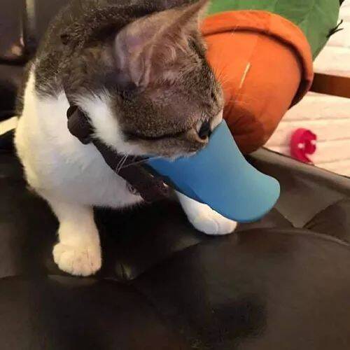 主人买了个鸭嘴套，让猫先试了下，给它戴上后，哈哈，笑屎了...