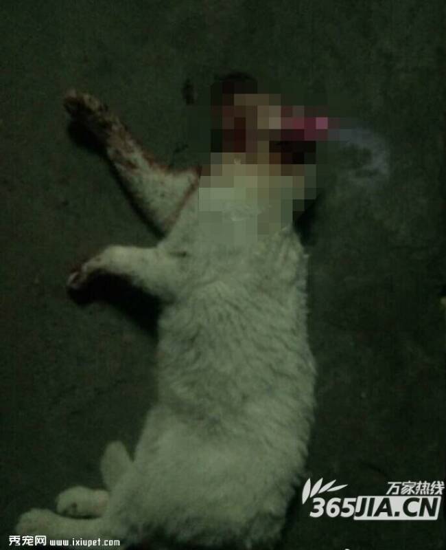 宠物猫伤人后被活活摔死 律师：双方都有过错建议和解