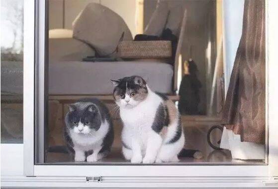 没见过世面的猫长什么样？看它们就知道了...