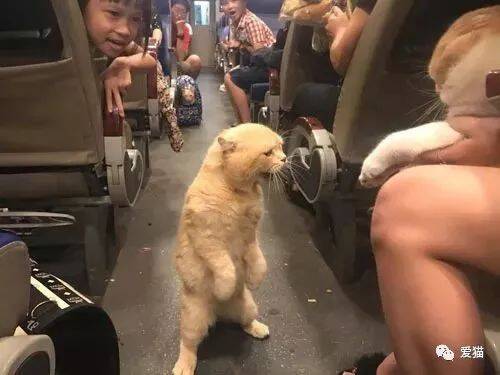 猫咪在火车上看到了另一只猫后，竟然这样做，笑shi了...