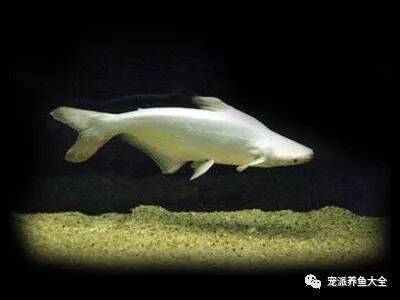 【每日一鱼】淡水白鲨，不怕缺氧，适合余热水养殖！~