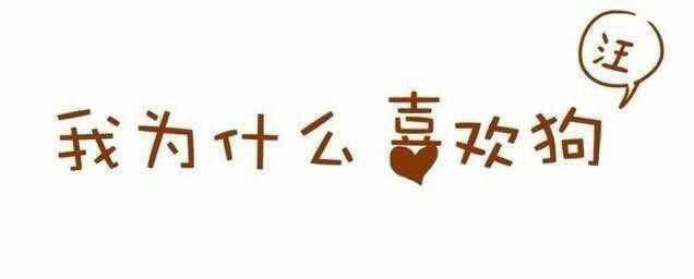 只有养过狗的才会明白，它如此重要！