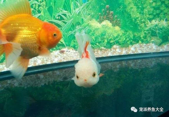 【每日一鱼】纯白红眼的兰寿叫“玉兔金鱼”……