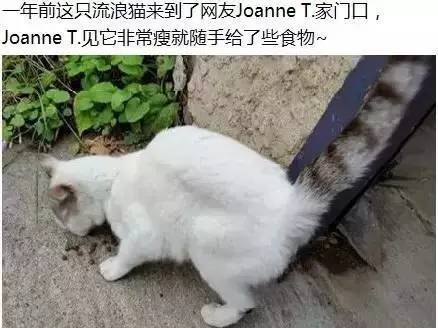 那些有心机的流浪猫麻麻，这样的套路完全抵抗不了！