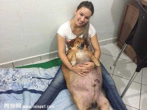 巴西流浪狗Bolinha从36.5公斤减肥14公斤怎么做到的及照片对比