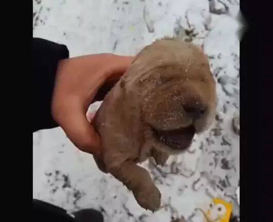 路人发现雪地里有只狗狗，走进后发现狗狗已经被冻成石头