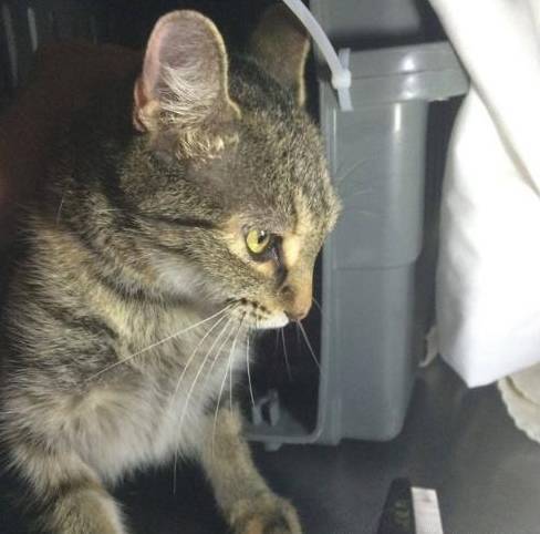 猫妈被救助后一直想逃走，原来人家还有5只小猫还没带过来