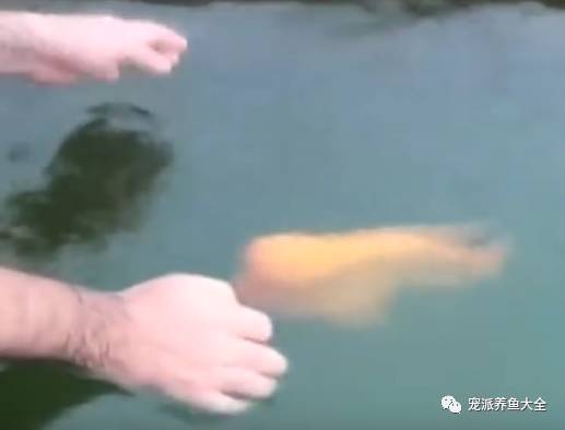 观赏鱼“学”宠物狗？这样的训鱼方式也是没谁了！