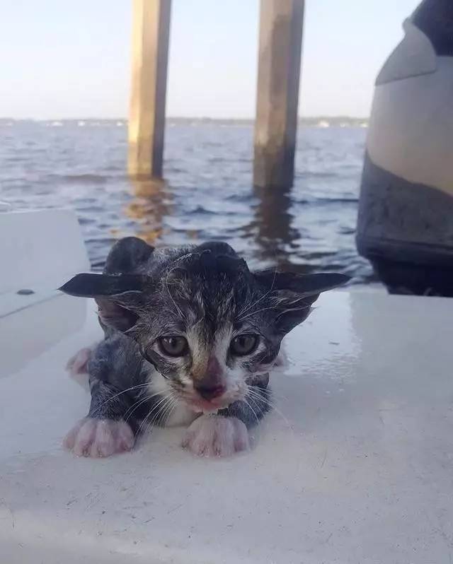 茫茫大海中救回一只小猫，缘分来了挡也挡不住
