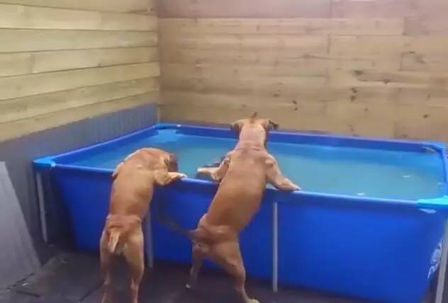 当这两个狗狗这样从水池里拿出轮胎后，智商就暴露了！成精啦！