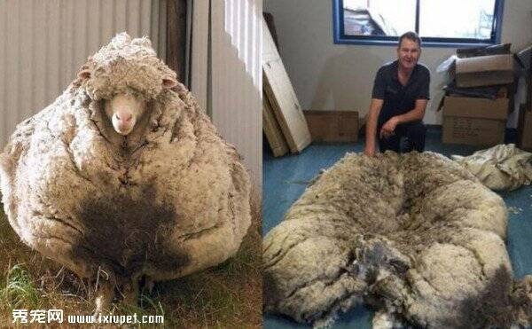 澳洲走失绵羊Chris剪掉的羊毛重40公斤破世界纪录
