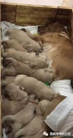 金毛妈妈一口气生了9个小宝宝，自己照顾不过来，于是就请了猫咪来当保姆！