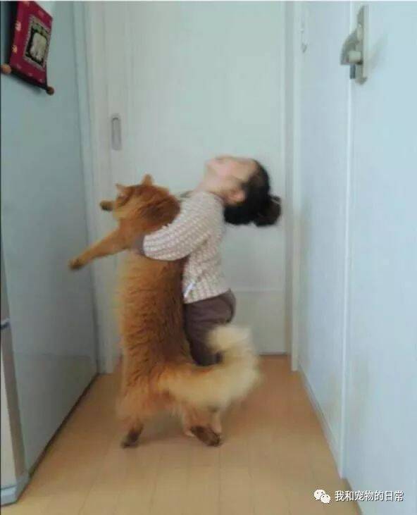 十只橘猫九只胖，还有一只压塌炕，喵：脚离地了算我输！