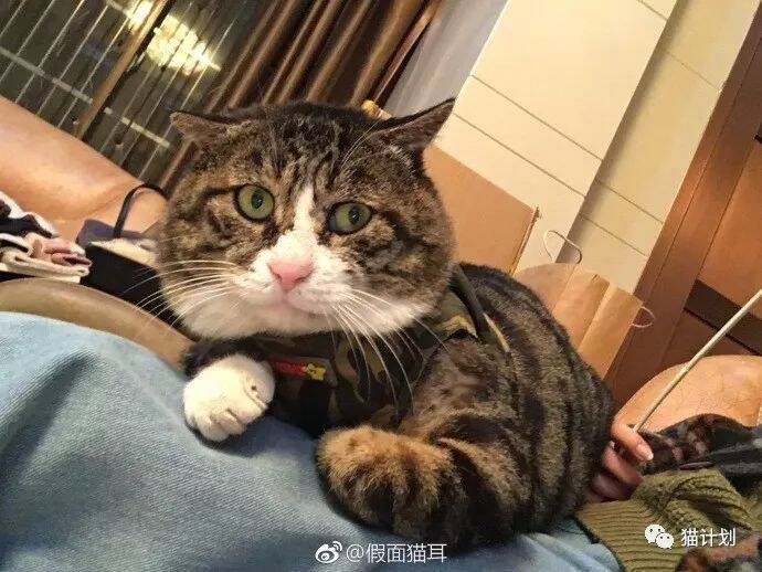 抓拍技术哪家强？看完她拍的猫都要笑死了……