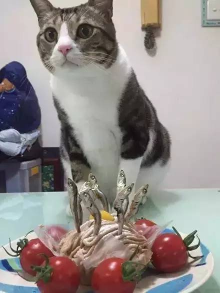 主人给猫咪做了蛋糕，结果猫咪一脸的嫌弃...原来是蛋糕太....