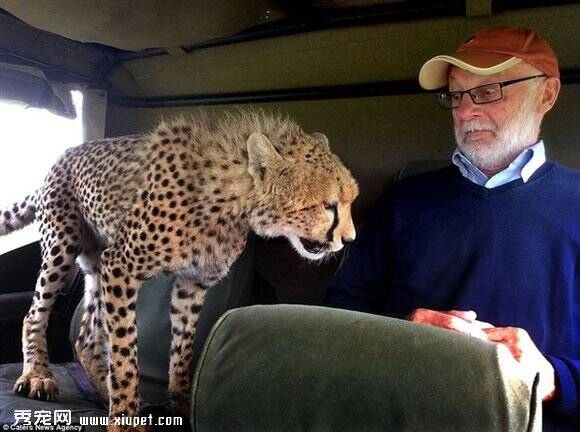 肯尼亚好奇的猎豹跳上了游客的车虚惊一场