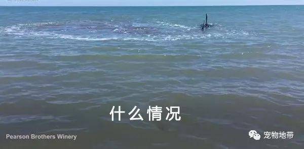 太会演了！大白鲨浅水区翻滚挣扎 专家：幸好你们没靠近它