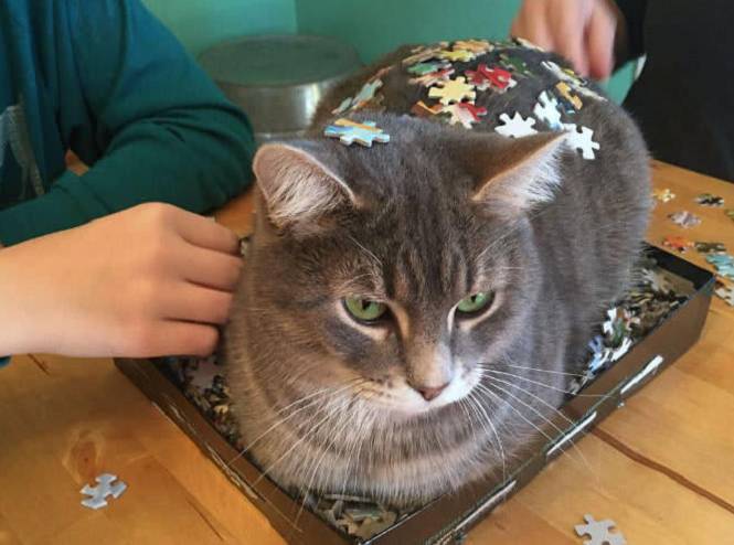 你以为只有狗狗才会撕家？你养只这样的猫试试...
