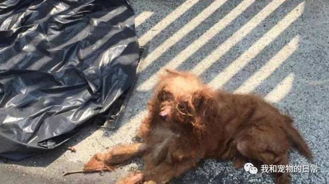 黑色塑料袋里发现一只狗狗，不过在它眼神里仿佛失去了生存的动力！