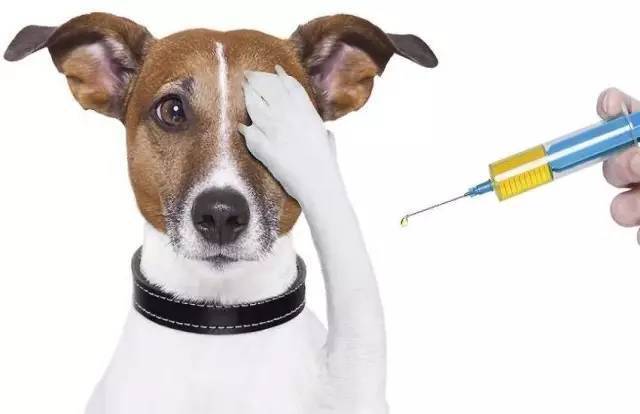动保协会养狗知识普及：宠物疫苗和驱虫时间表