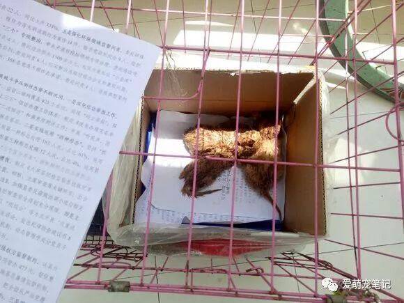 网友发现一只小橘猫摊在烈日下，庆幸它的出现，挽救了箱内的猫咪